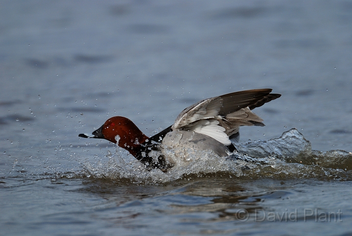 Pochard male - F.jpg - Pochard, male - Slimbridge